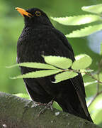 Common Blackbird