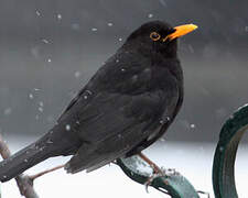 Common Blackbird