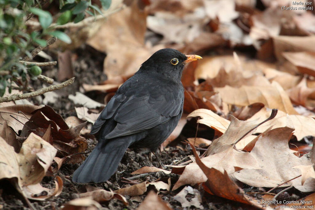 Common Blackbird