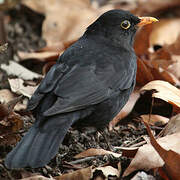 Common Blackbird