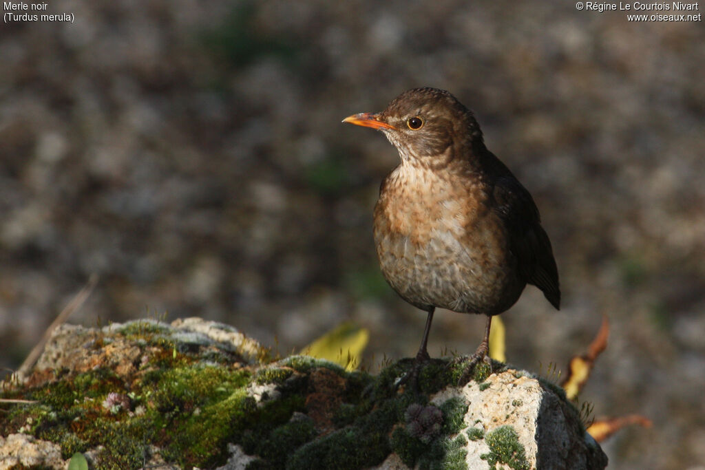 Common Blackbird female