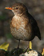 Common Blackbird