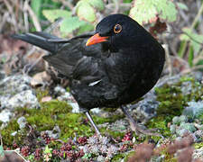 Common Blackbird