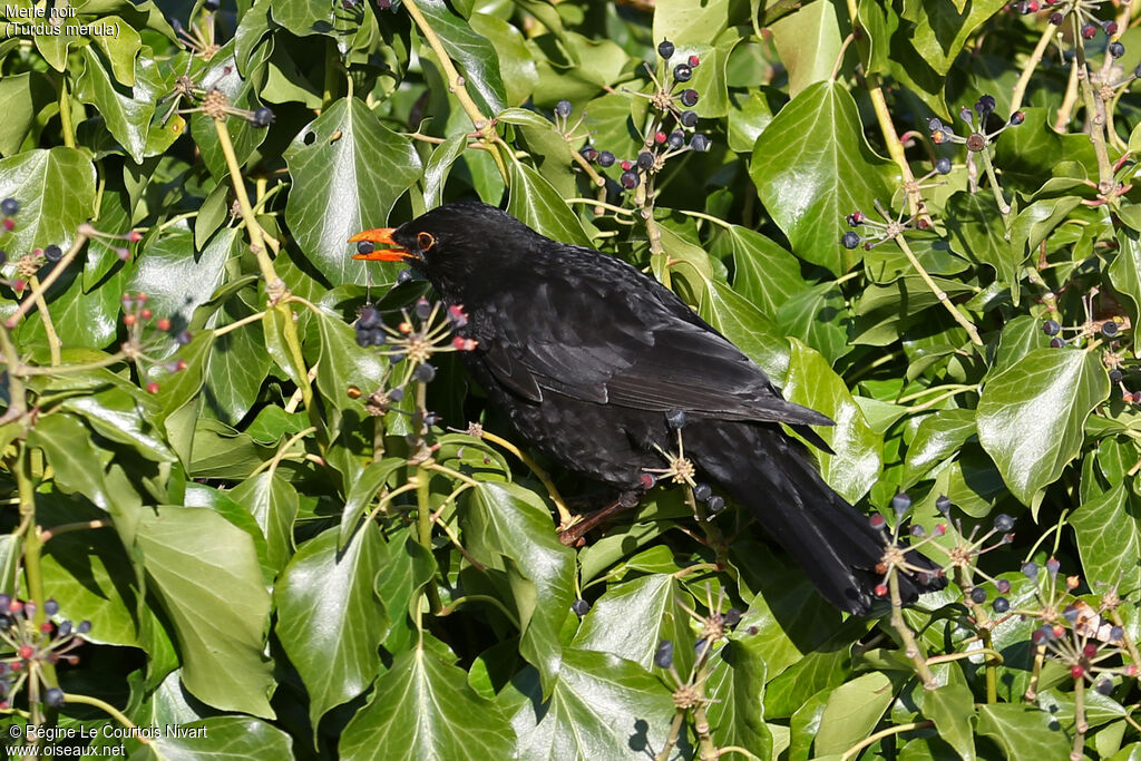 Common Blackbird