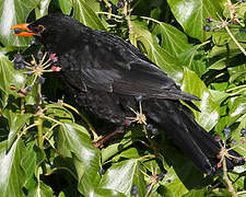 Common Blackbird