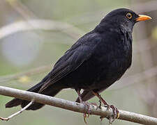 Common Blackbird