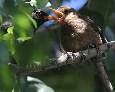 Common Blackbird