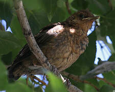 Common Blackbird