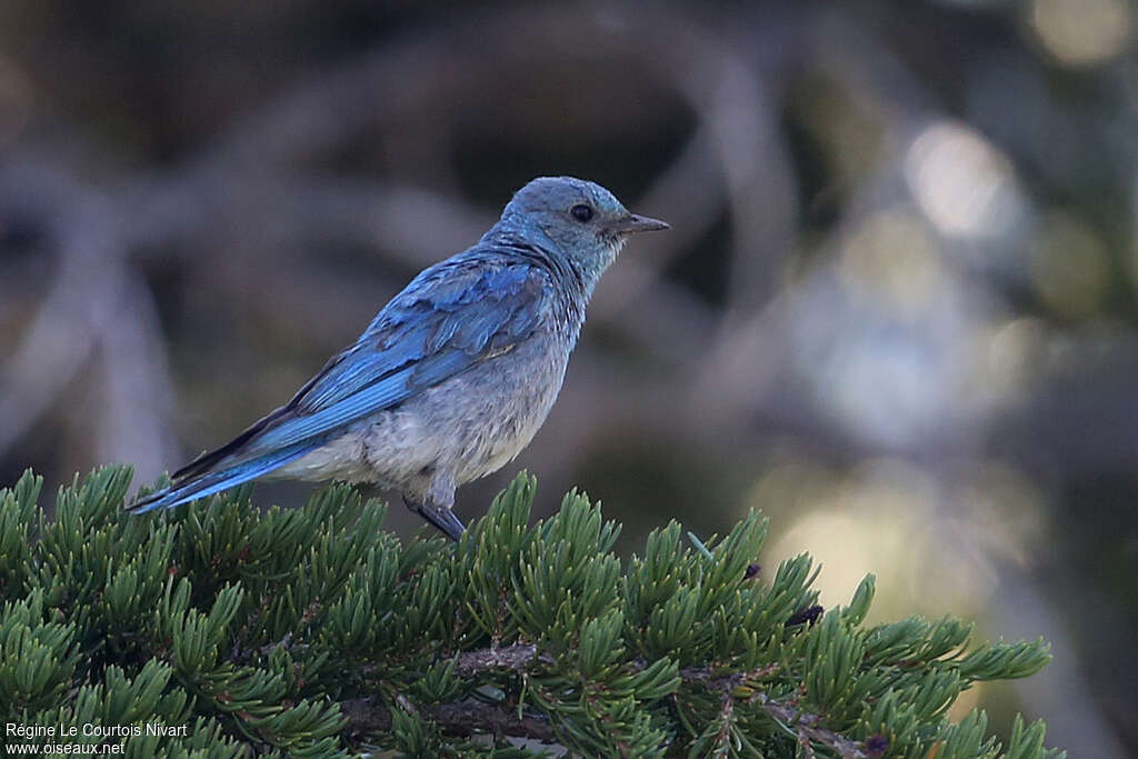 Mountain Bluebird, identification