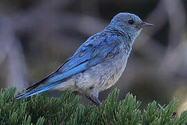 Mountain Bluebird