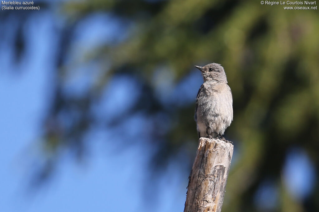 Mountain Bluebird female