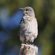 Mountain Bluebird