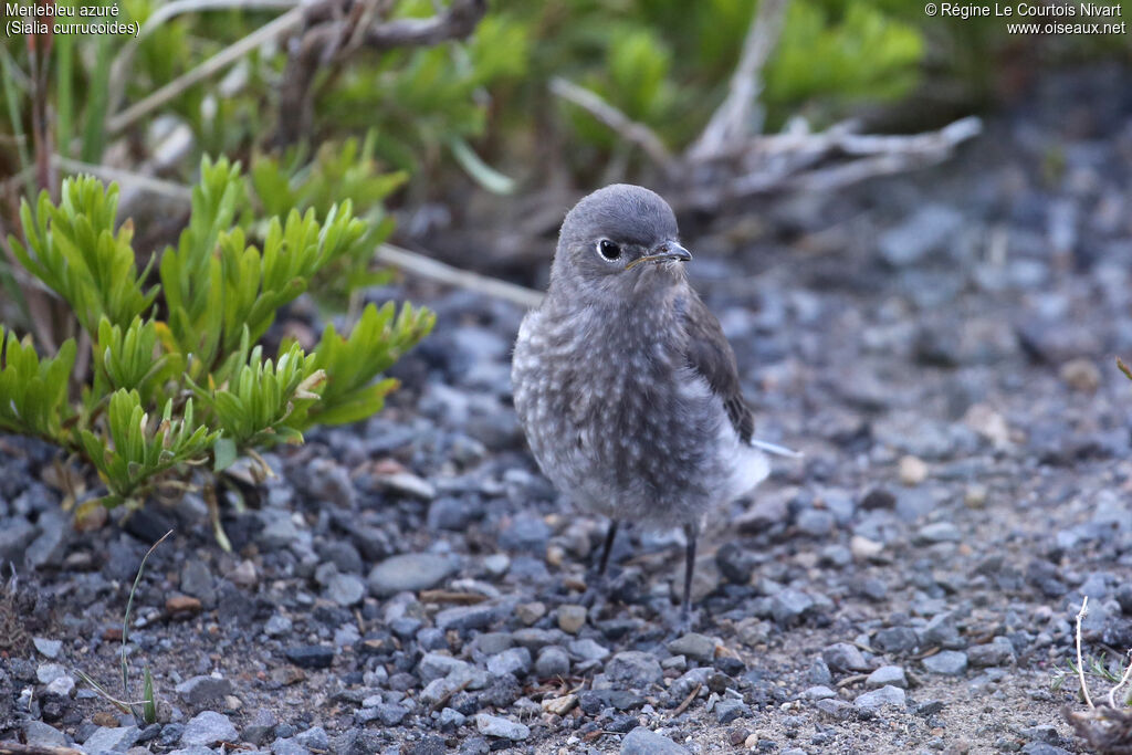 Mountain Bluebirdjuvenile