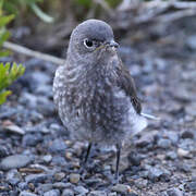 Mountain Bluebird