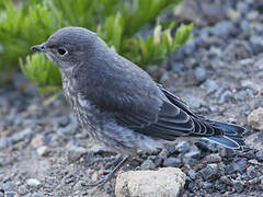 Mountain Bluebird