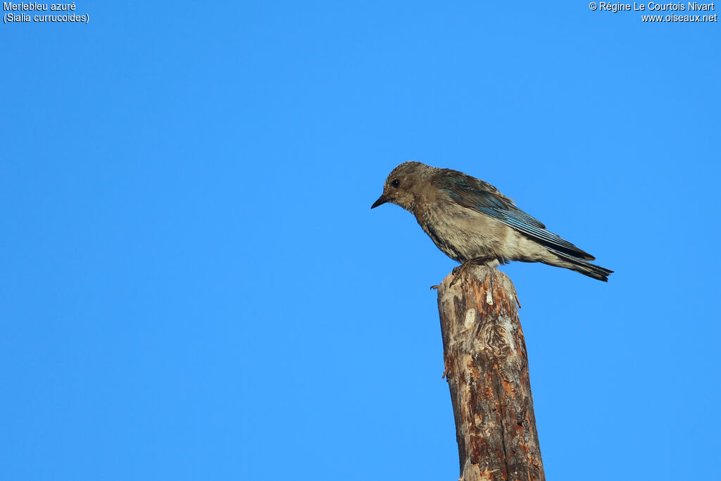 Mountain Bluebird female