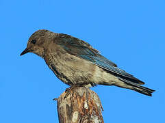 Mountain Bluebird