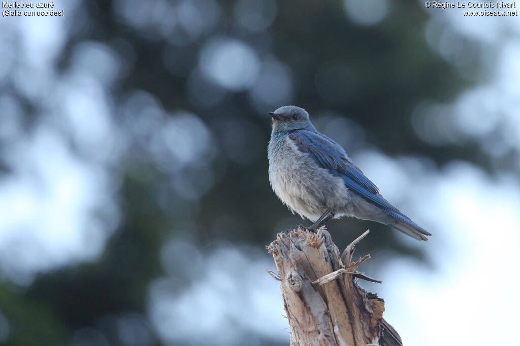 Mountain Bluebird male adult