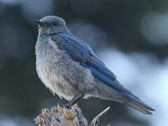 Mountain Bluebird