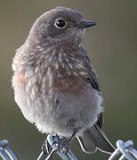 Western Bluebird