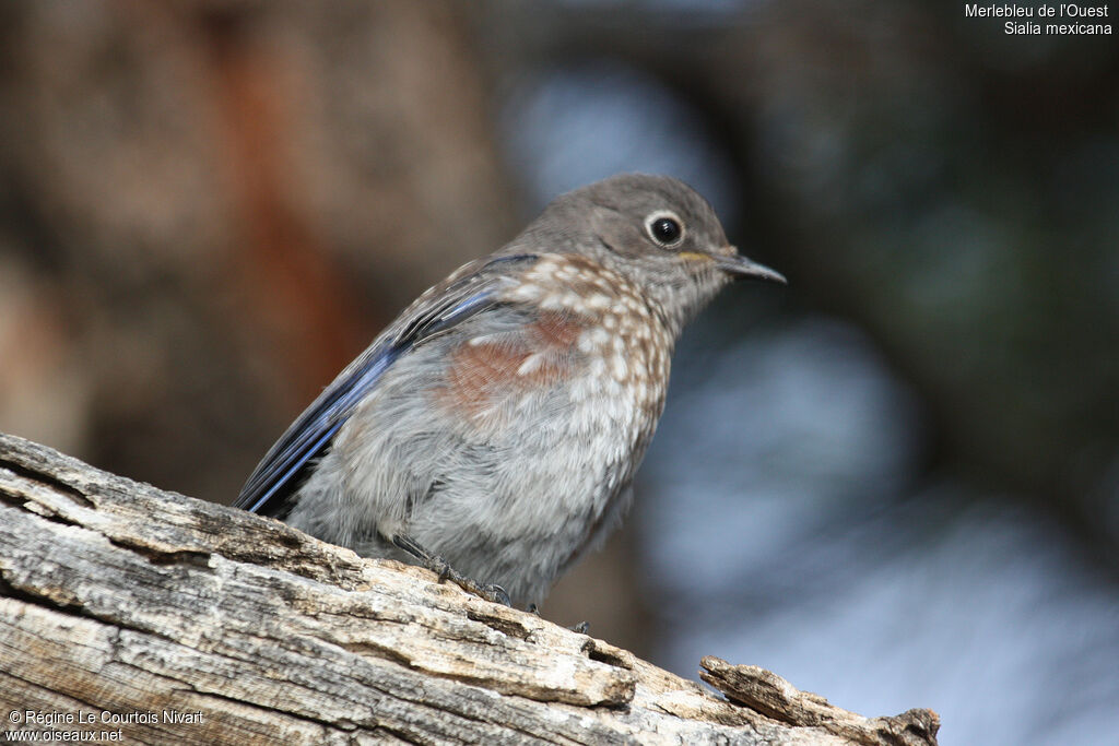 Western Bluebirdjuvenile