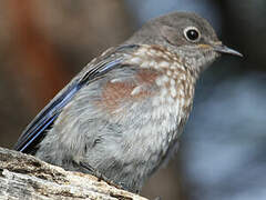 Western Bluebird