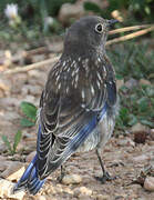 Western Bluebird