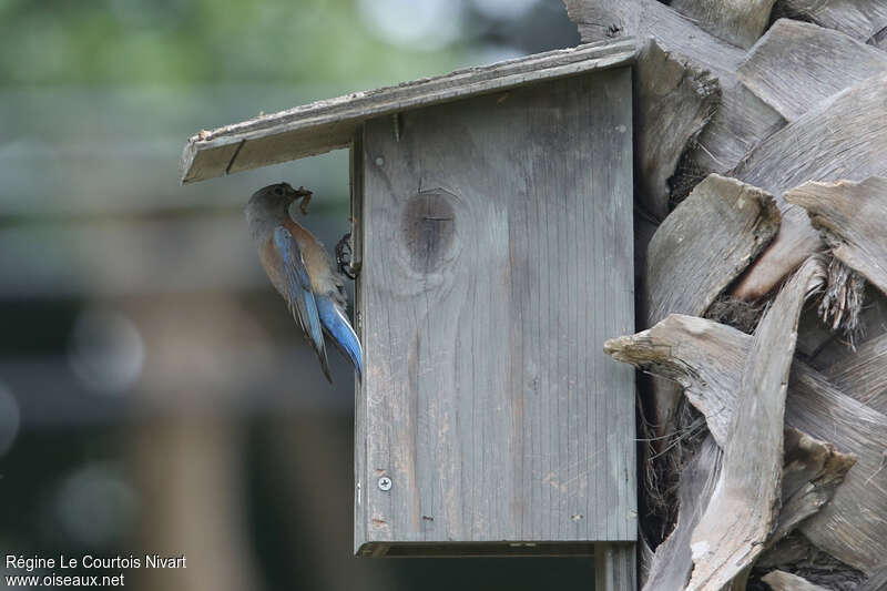 Western Bluebird female, Reproduction-nesting