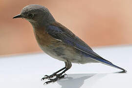 Western Bluebird