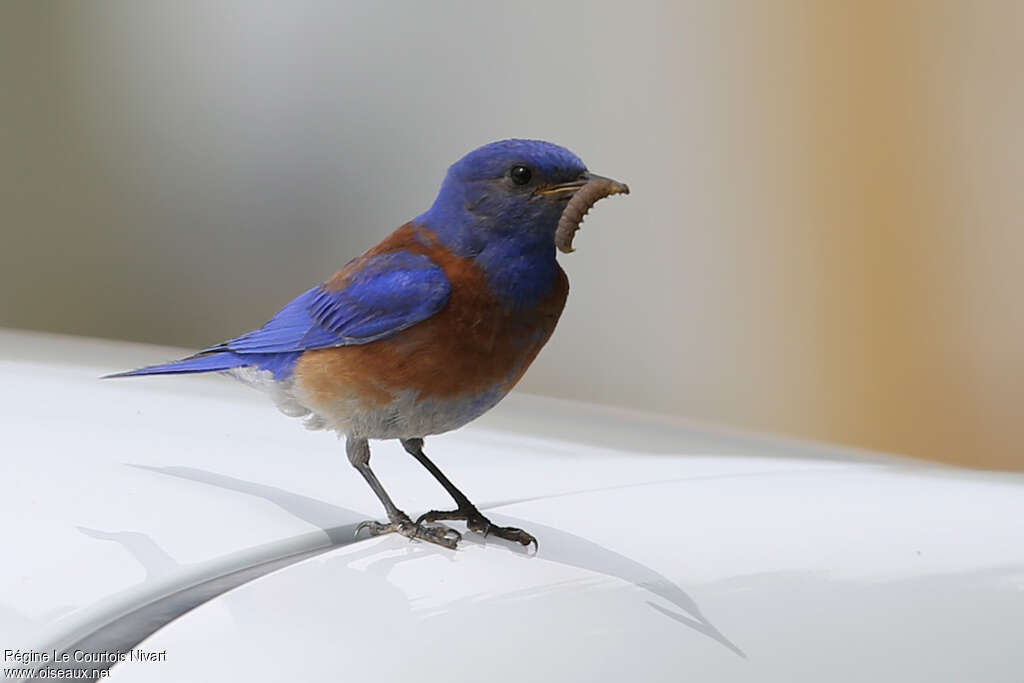 Western Bluebird male adult, feeding habits