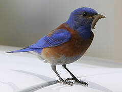 Western Bluebird