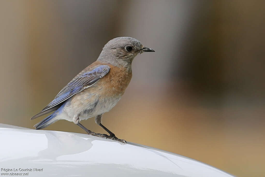 Western Bluebird female adult, Behaviour