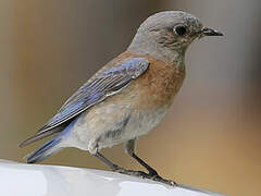 Western Bluebird