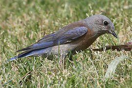 Western Bluebird