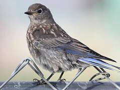 Western Bluebird