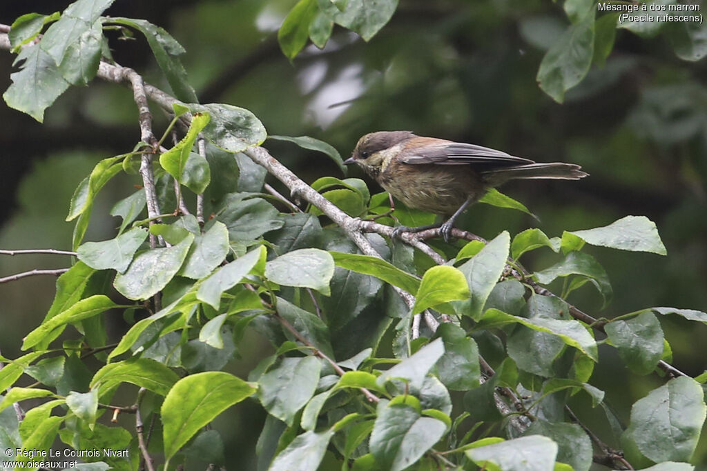 Mésange à dos marronimmature