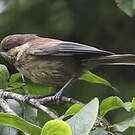 Mésange à dos marron