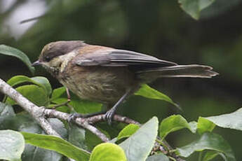 Mésange à dos marron