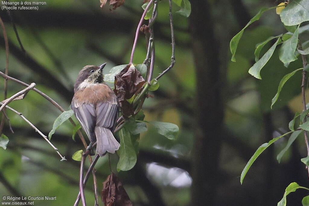 Mésange à dos marron
