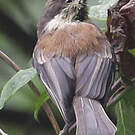 Mésange à dos marron