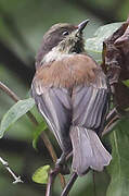 Chestnut-backed Chickadee