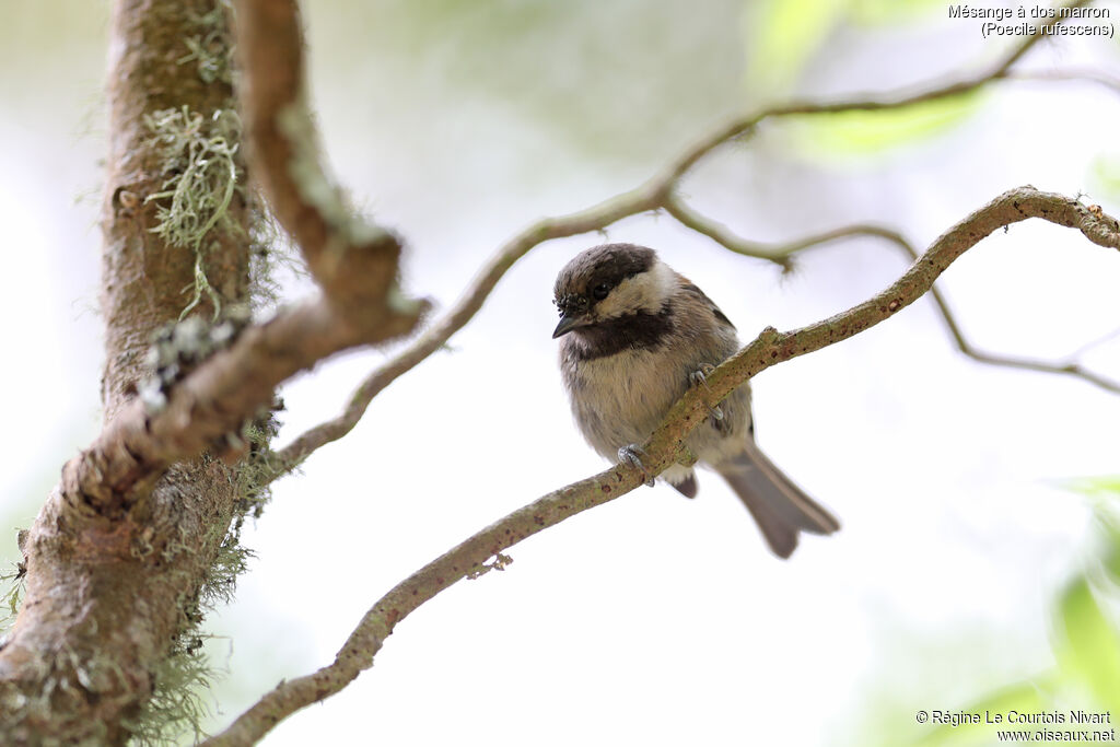 Mésange à dos marron