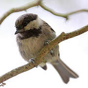 Chestnut-backed Chickadee