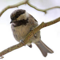 Mésange à dos marron