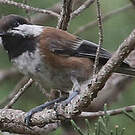 Mésange à dos marron