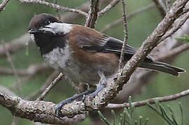 Chestnut-backed Chickadee