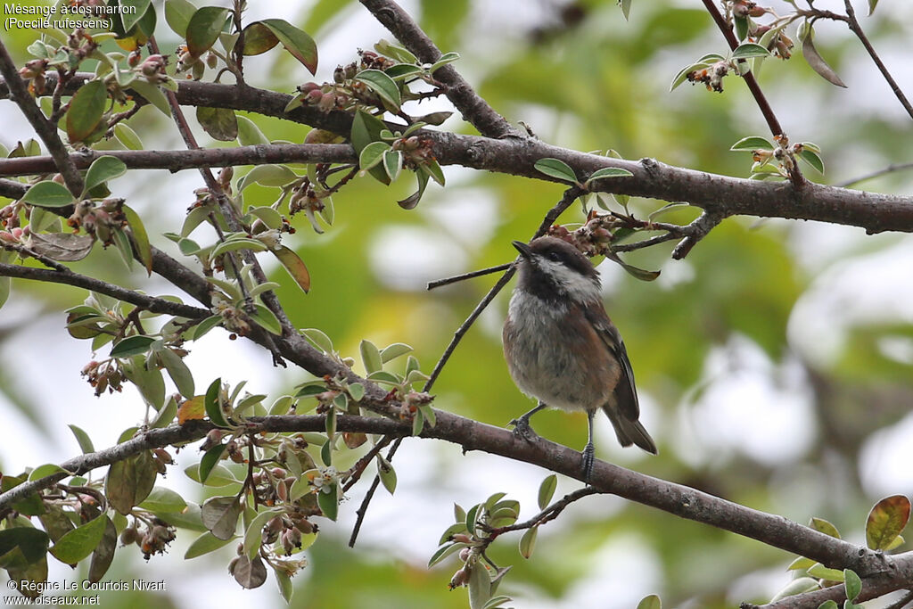 Chestnut-backed Chickadee