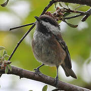 Chestnut-backed Chickadee