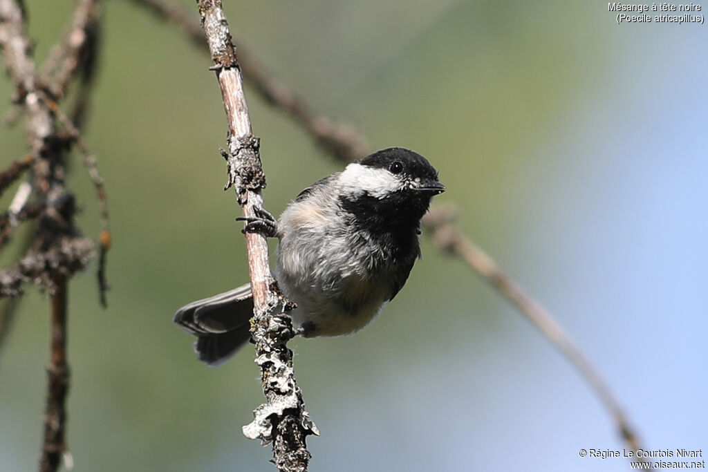 Mésange à tête noire