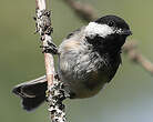 Mésange à tête noire